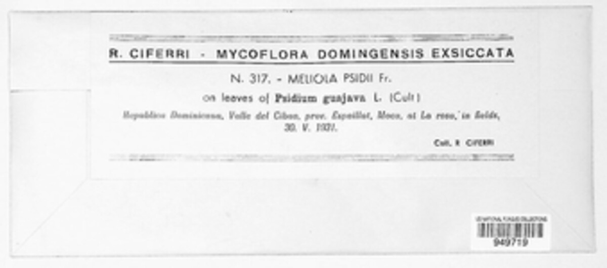 Meliola psidii image
